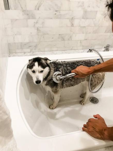 potret lucu reaksi anjing Husky saat mandi (reddit.com/abigailandcooper)
