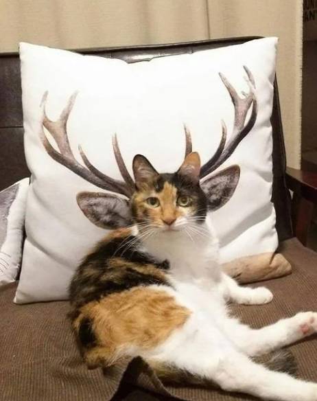 potret kucing dan tanduk rusa (reddit.com/buh2001j)