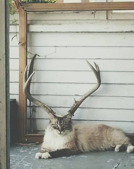 potret kucing dan tanduk rusa (reddit.com/pund3r)
