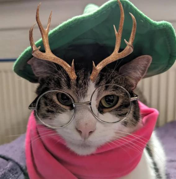 potret kucing dan tanduk rusa (reddit.com/Pan-con--huevo)