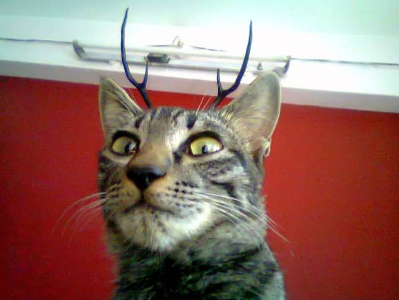 potret kucing dan tanduk rusa (reddit.com/Hapoobah)