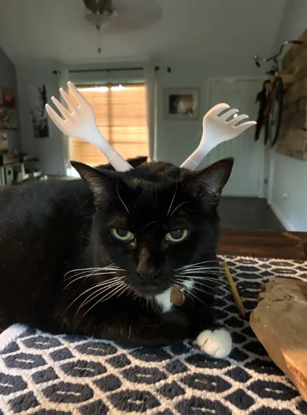 potret kucing dan tanduk rusa (reddit.com/aardvarkparade)