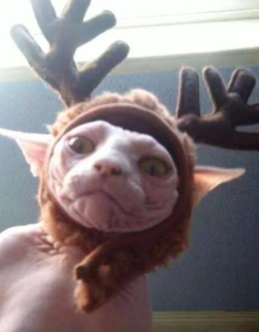 potret kucing dan tanduk rusa (reddit.com/ktbird7)