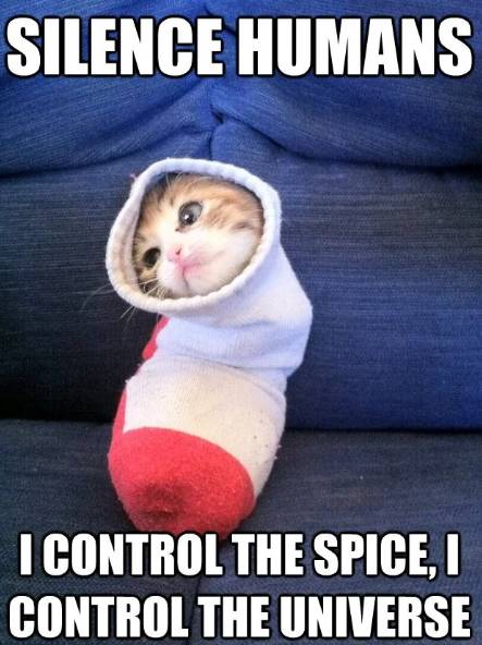 meme kucing tentang film Dune (reddit.com/Serantir)