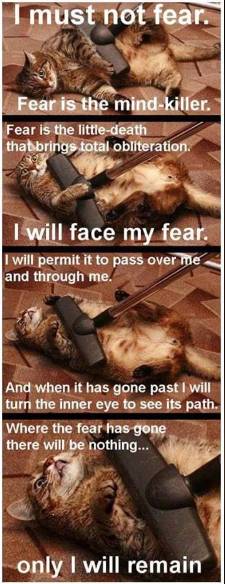 meme kucing tentang film Dune (reddit.com/yourfriendkyle)