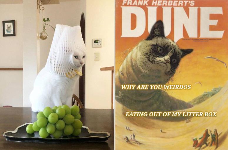 7 Meme Kucing tentang Film Dune, Ada yang Cosplay!