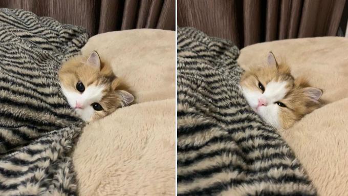 7 Potret Lucu Anak Kucing Berbalut Selimut, si Mungil Mau Bobok Cantik