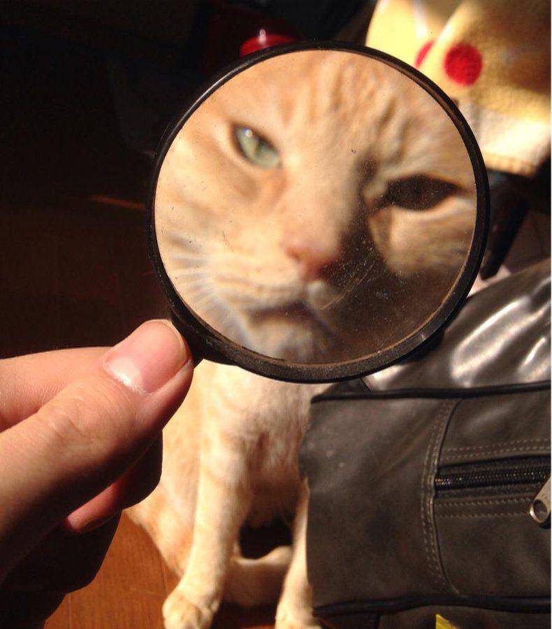 potret kucing pakai kaca pembesar (twitter.com/NOHNGCHANG)