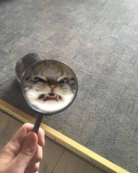 potret kucing pakai kaca pembesar (twitter.com/tatuya01)