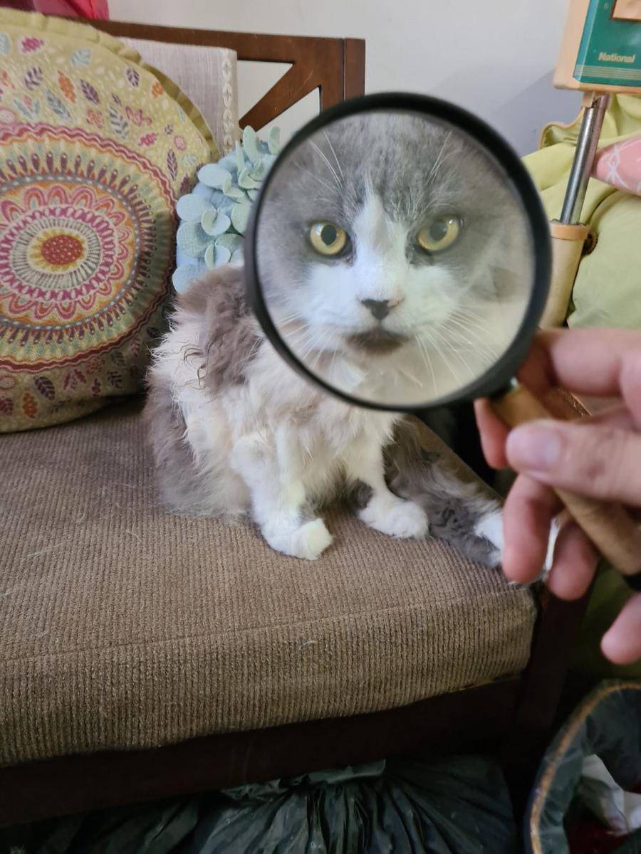 potret kucing pakai kaca pembesar (twitter.com/ImranSyaffi)