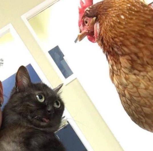 potret ayam dan kucing mode gak akur (twitter.com/DontShowYourCat)