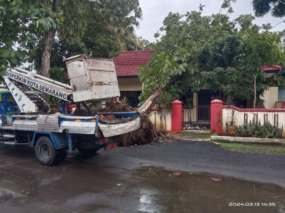 Rumdin Camat Semarang Selatan Rusak Parah Tertimpa Pohon Jati