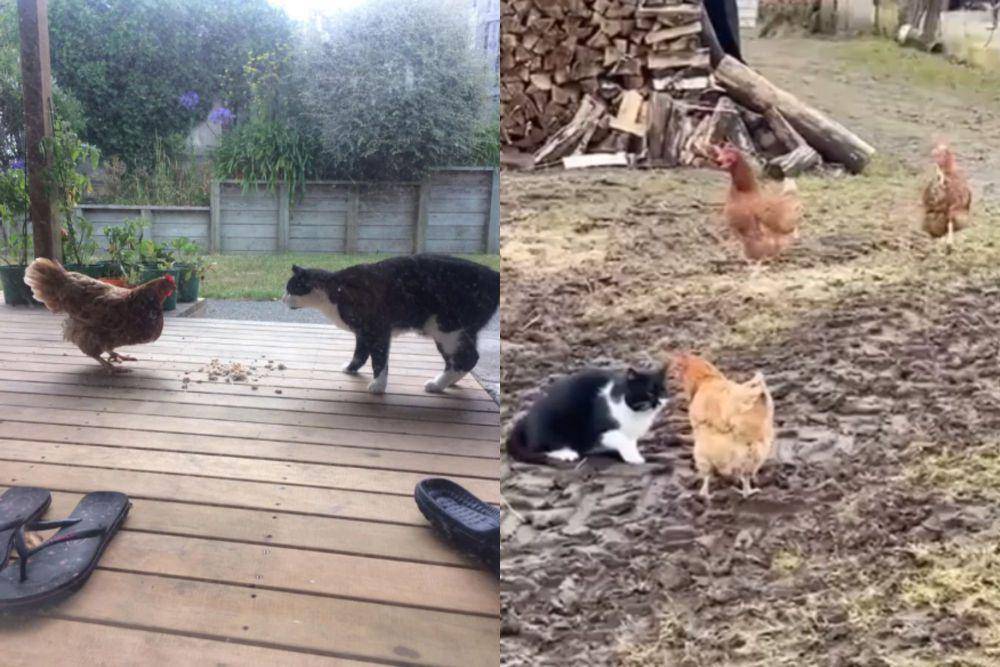 kolase potret ayam dan kucing mode gak akur (reddit.com/Electrical_King_6444 I reddit.com/simplemantr)