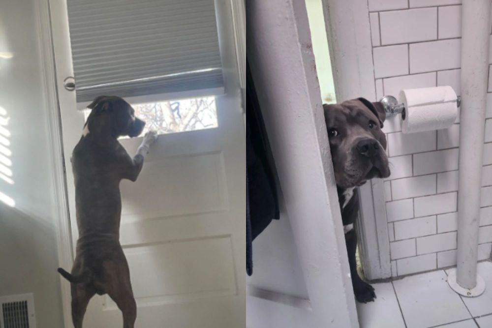 7 Potret Lucu Anjing Pitbull Mengintip dari Pintu, Kepo Maksimal
