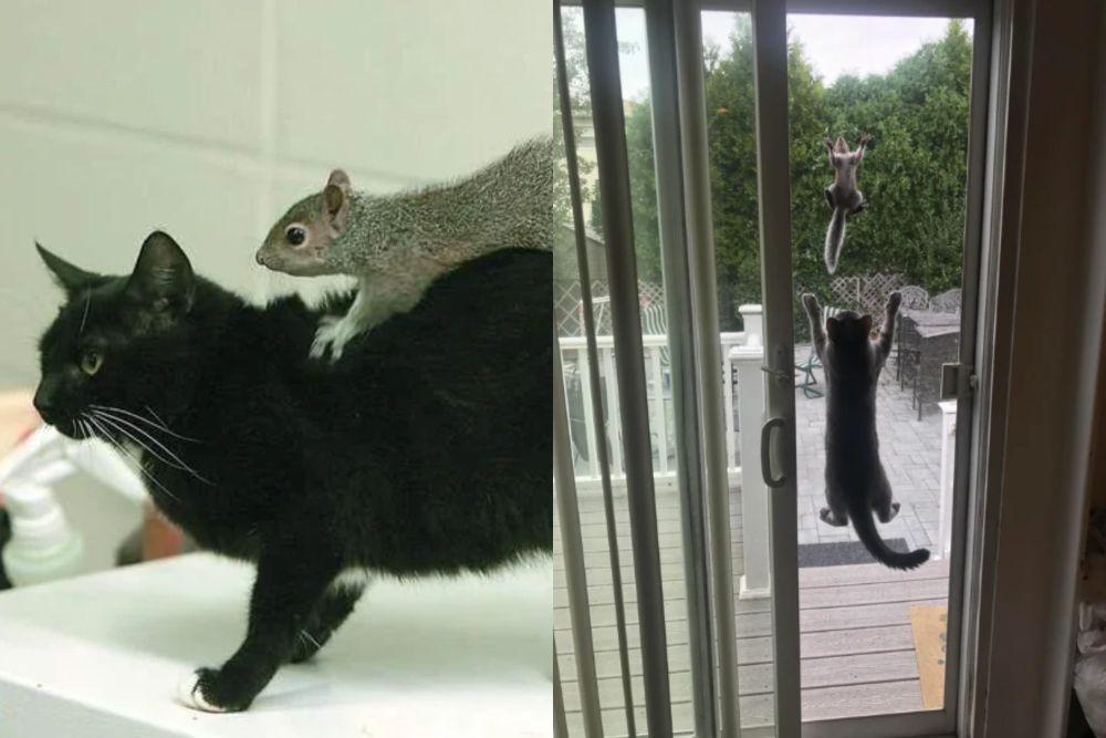 7 Potret Kocak Lika-liku Hubungan Tupai dan Kucing, Penuh Drama!