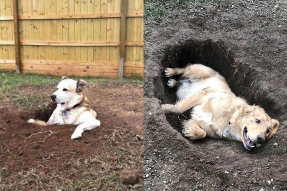 8 Potret Lucu Anjing Duduk dan Rebahan di Lubang Tanah, Kotor-kotoran