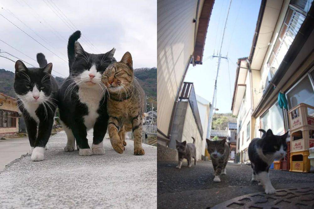 kolase potret trio kucing penguasa jalan (instagram.com/la_mimosa_perezosa I instagram.com/deleted)