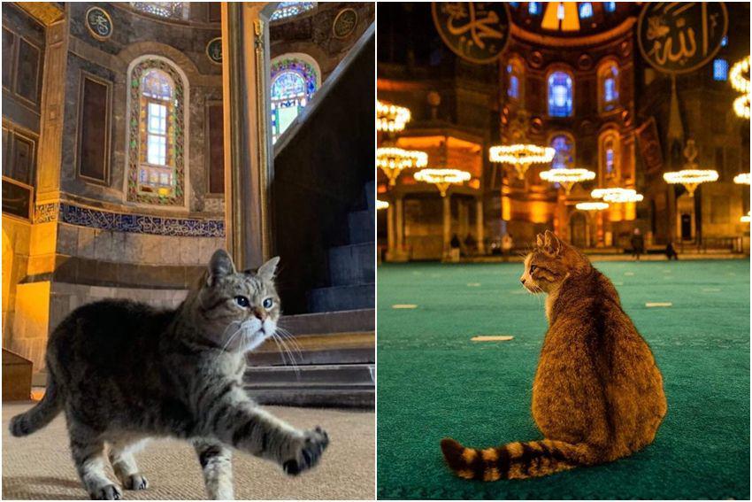 8 Potret Kucing Bersantai di dalam Masjid, Nyari Tempat Adem?