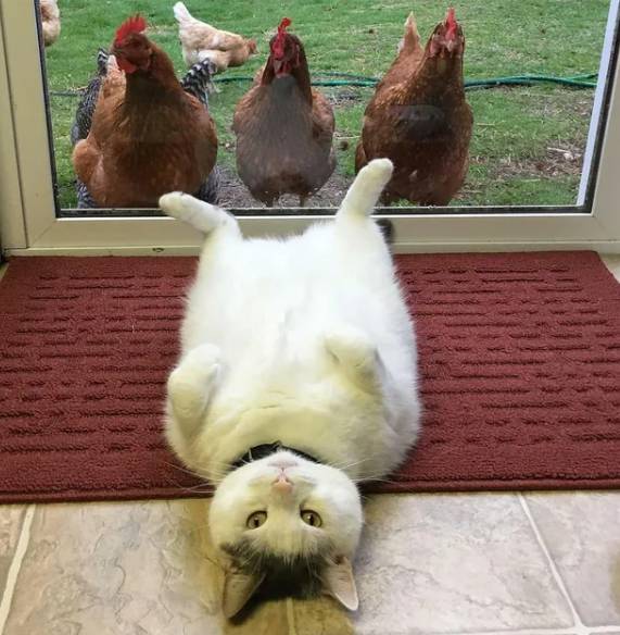 potret ayam dan kucing mode gak akur (reddit.com/itdoesntmatter30)