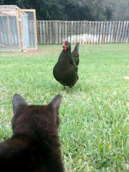 potret ayam dan kucing mode gak akur (reddit.com/atxmogul)