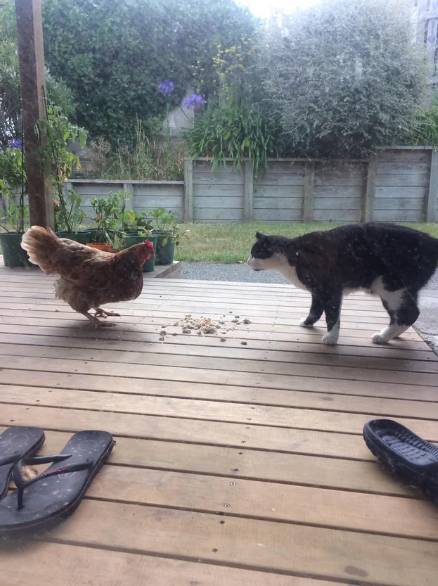 potret ayam dan kucing mode gak akur (reddit.com/Electrical_King_6444)