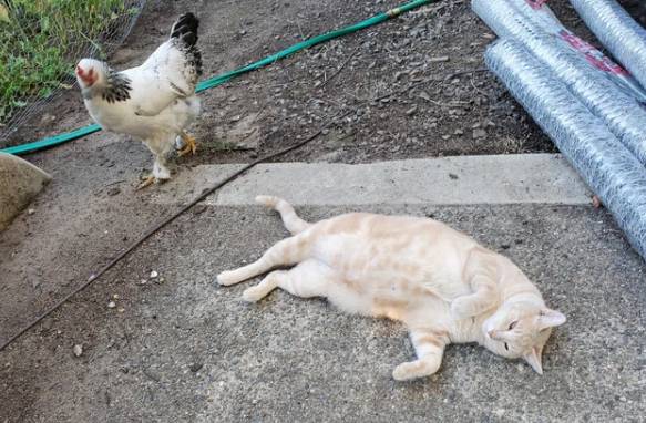 potret ayam dan kucing mode gak akur (reddit.com/westviadixie)