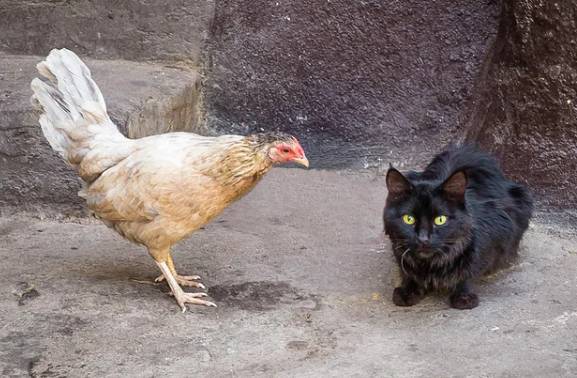 potret ayam dan kucing mode gak akur (reddit.com/nicholasorloff_photo)