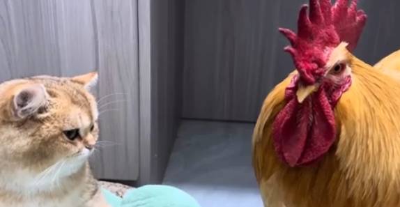 potret ayam dan kucing mode gak akur (reddit.com/NameRecent)