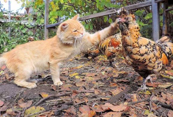 potret ayam dan kucing mode gak akur (reddit.com/alalebedeva)