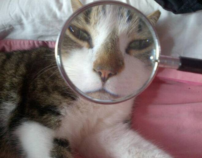 potret kucing pakai kaca pembesar (twitter.com/becki_giles)