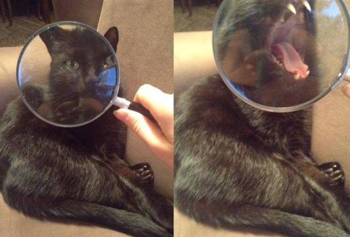 potret kucing pakai kaca pembesar (twitter.com/circlingsquare)
