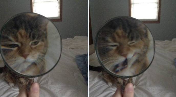 potret kucing pakai kaca pembesar (twitter.com/Grabeelfan)