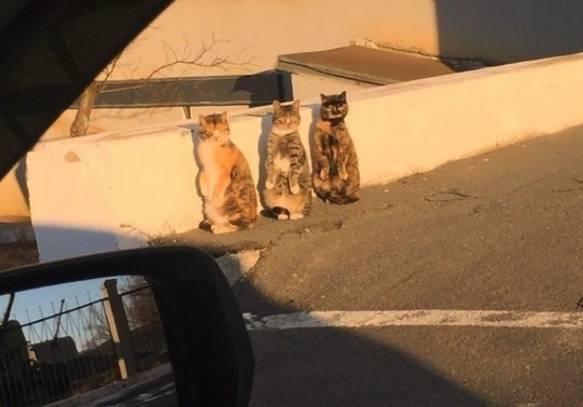 potret trio kucing penguasa jalan (instagram.com/disturbingzone)