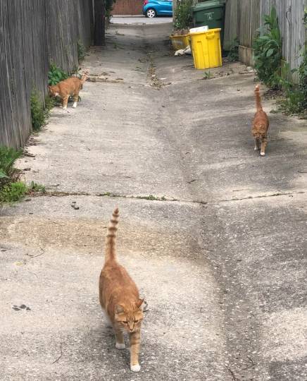 potret trio kucing penguasa jalan (instagram.com/emilywhowrites)