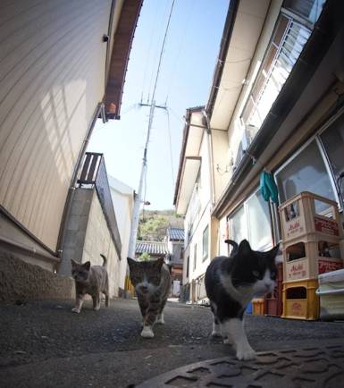 potret trio kucing penguasa jalan (instagram.com/deleted)