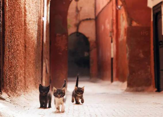 potret trio kucing penguasa jalan (instagram.com/mohamez)