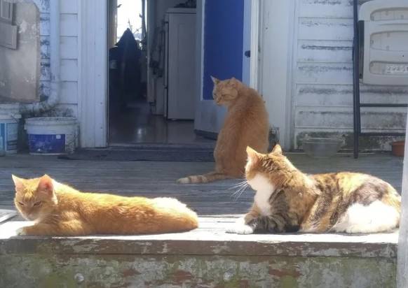 potret trio kucing penguasa jalan (instagram.com/ardvarkmadman)