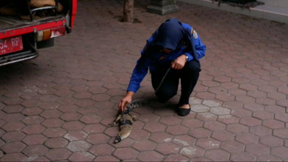 Buaya yang dievakuasi oleh Damkar Tulungagung. IDN Times/ Bramanta Pamungkas