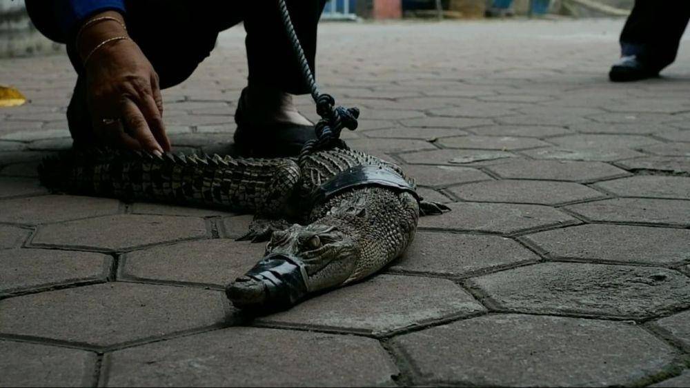 Buaya yang dievakuasi oleh Damkar Tulungagung. IDN Times/ Bramanta Pamungkas