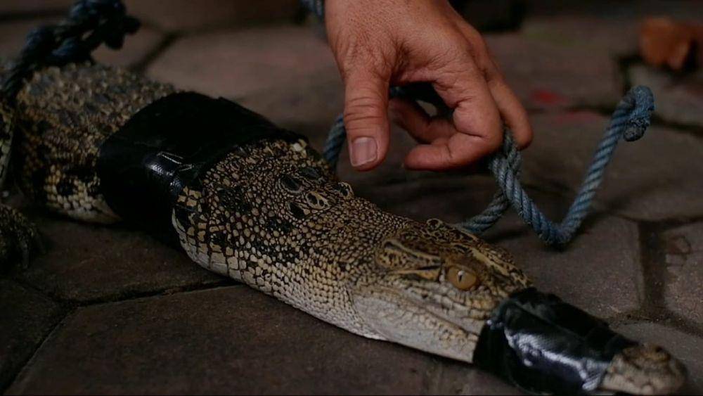 Buaya yang dievakuasi oleh Damkar Tulungagung. IDN Times/ Bramanta Pamungkas