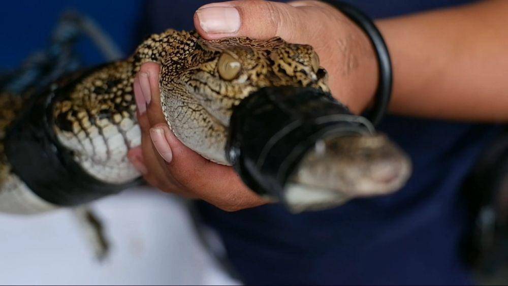 Buaya yang dievakuasi oleh Damkar Tulungagung. IDN Times/ Bramanta Pamungkas