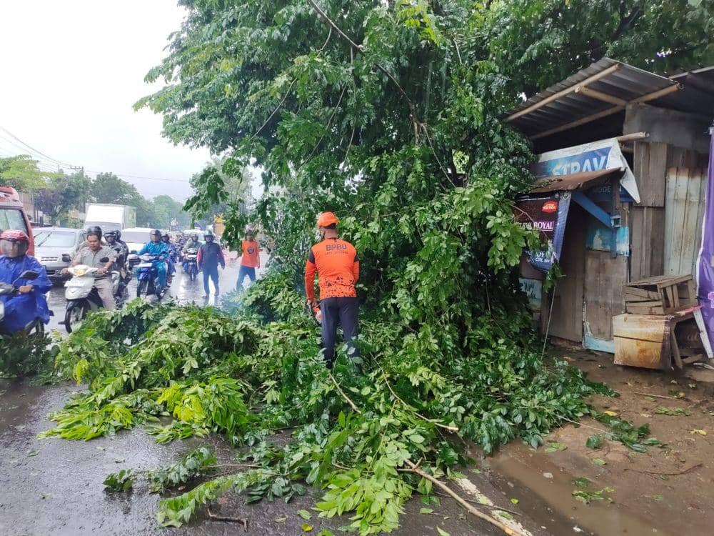 Hujan deras di Semarang mengakibatkan puluhan pohon tumbang, Rabu (13/3/2024). (dok. BPBD Kota Semarang)