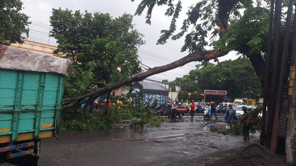 Hujan deras di Semarang mengakibatkan puluhan pohon tumbang, Rabu (13/3/2024). (dok. BPBD Kota Semarang)