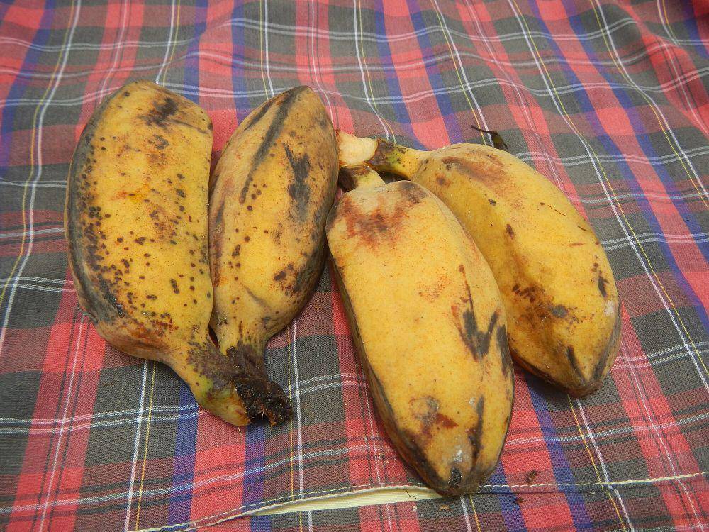 pisang kepok (commons.wikimedia.org/Hakimfloro)