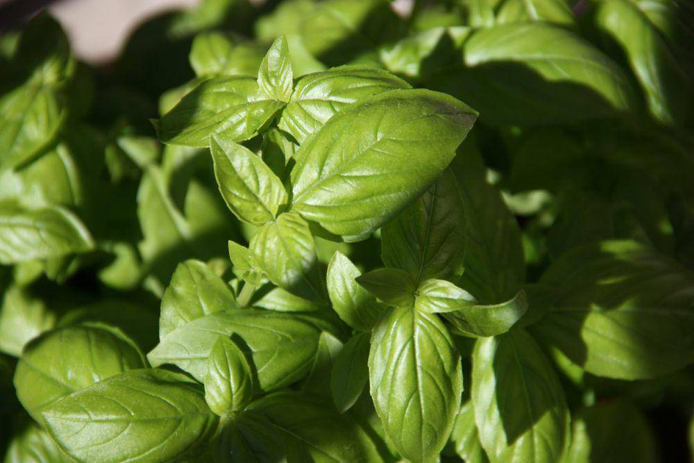 ilustrasi daun basil (unsplash.com/Alissa De Leva)