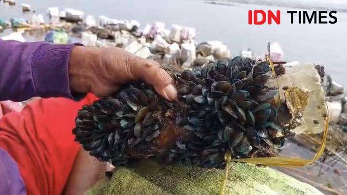 Pembudidaya kerang hijau di Teluk Betung Timur Bandar Lampung. (IDN Times/Rohmah Mustaurida)