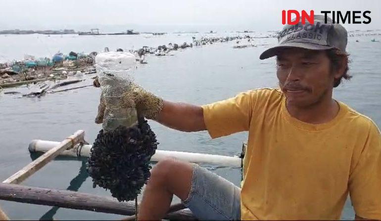 Gegara Banjir Bandang, Pembudidaya Kerang Hijau Lampung Gagal Panen