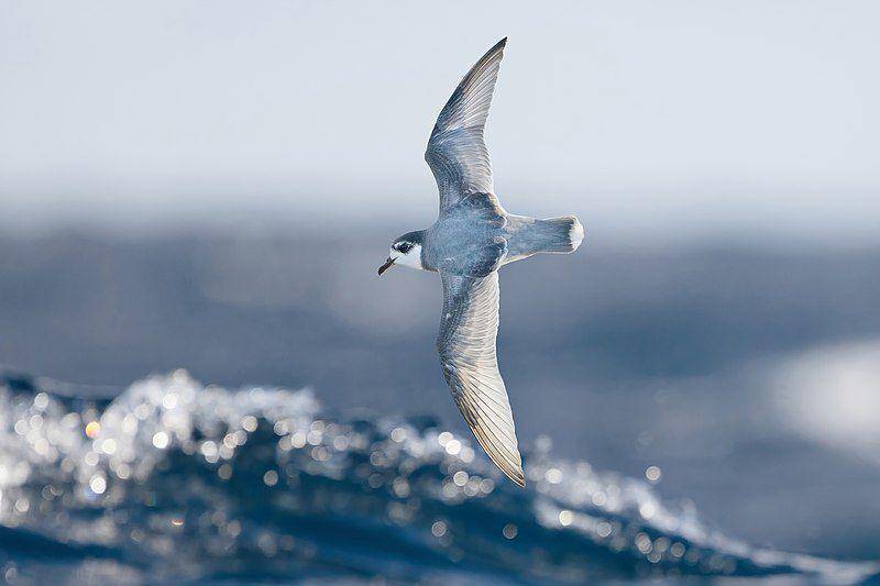 burung petrel biru di Tasmania, Australia (commons.wikimedia.org/JJ Harrison)