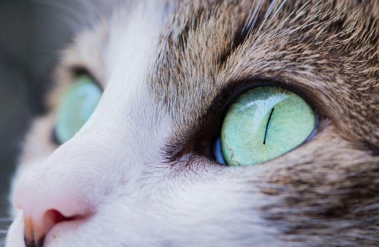 Warna-warna yang Hanya Bisa Dilihat Mata Kucing, Cat Lovers Wajib Tahu