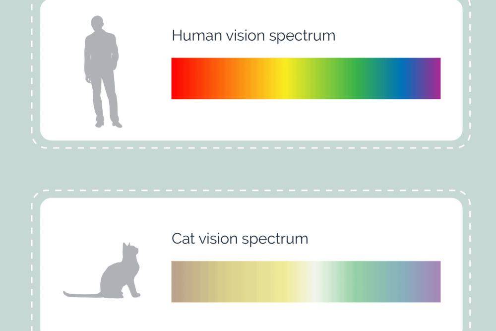 Spektrum warna yang pada penglihatan kucing (hepper.com)
